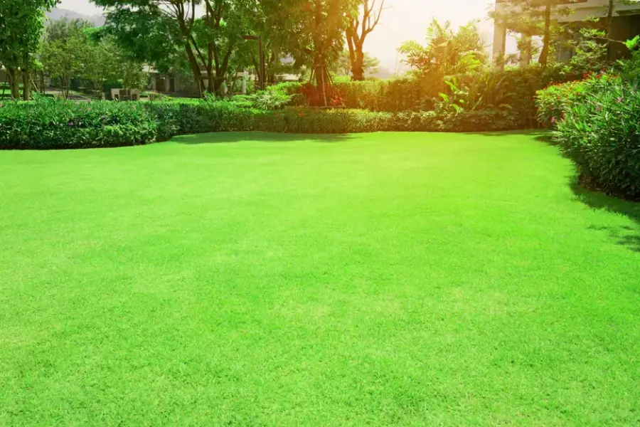 Understanding The Benefits Of Professional Lawn Care San Jacinto, CA Understanding The Benefits Of Professional Lawn Care San Jacinto, CA